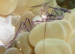 Photo:I. Ben-Tov, see larger picture at his gallery